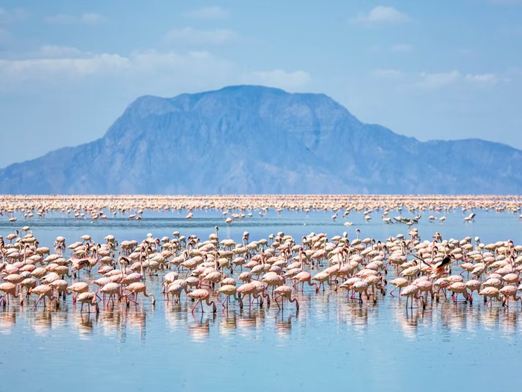 Flamingoes