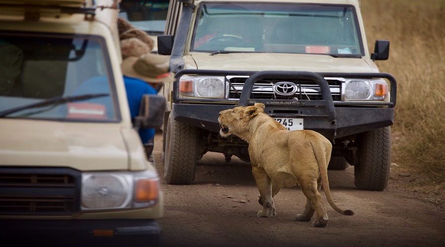 lion-car.jpg Cheater in the savanna by Zubari Wild Safaris