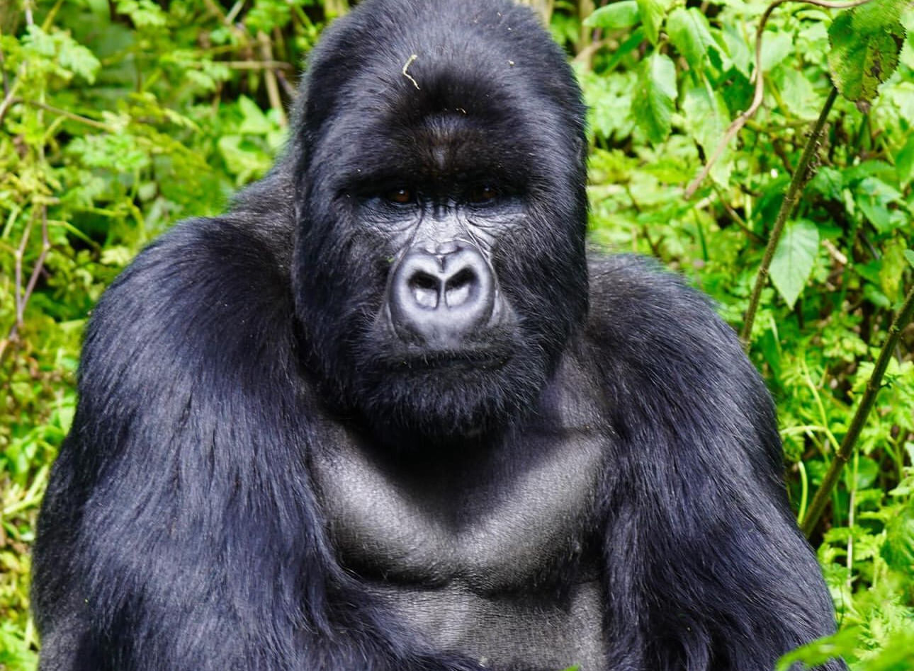 Chimp