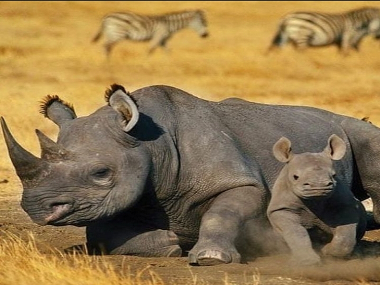 rhino