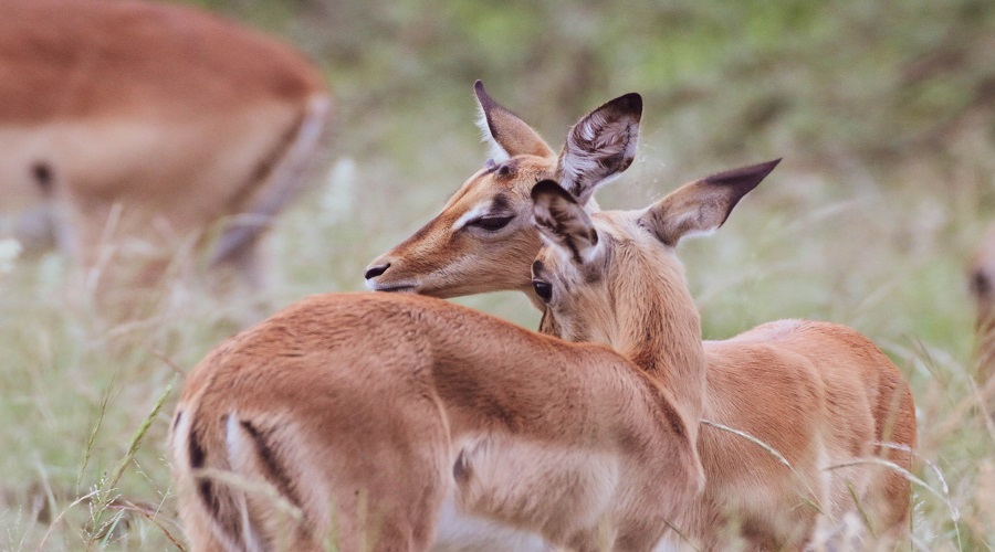 Antelope